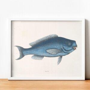 il_fullxfull.7840678032_t5o7.jpg Mark Catesby - Printable Wall Art, English Artist, Natural History, Digital Download