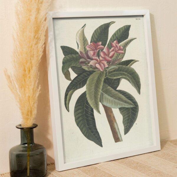 il_fullxfull.7840678038_9wun.jpg Mark Catesby - Printable Wall Art, English Artist, Natural History, Digital Download