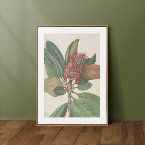 Mary Vaux Walcott - Printable Wall Art, American Artist, Vintage Botanical, Digital Download