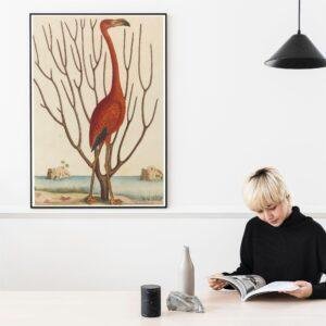 il_fullxfull.7888627245_h6db.jpg Mark Catesby - Printable Wall Art, English Artist, Natural History, Digital Download