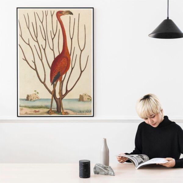 il_fullxfull.7888627245_h6db.jpg Mark Catesby - Printable Wall Art, English Artist, Natural History, Digital Download