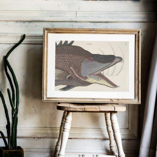 il_fullxfull.7888627253_ojs5.jpg Mark Catesby - Printable Wall Art, English Artist, Natural History, Digital Download