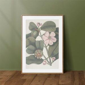 il_fullxfull.7888627279_eltj.jpg Mark Catesby - Printable Wall Art, English Artist, Natural History, Digital Download