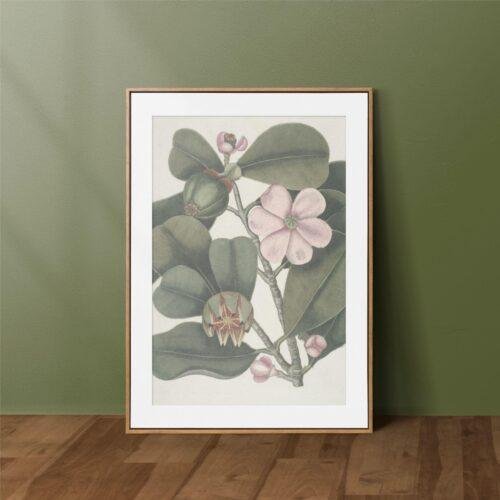 Mark Catesby - Printable Wall Art, English Artist, Natural History, Digital Download