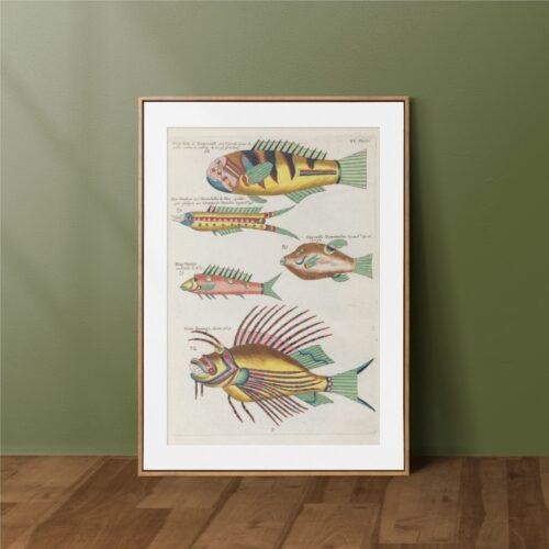 Louis Renard – Printable Wall Art, Antique Fish Print, Aquatic Wall Decor, Digital Download